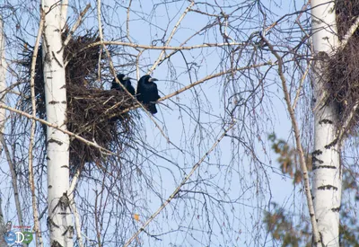 PHOTOS/aves/21 PASSERIFORMES CORVIDAE Corvus  frugilegus/nest160506-1k_Corvus_frugilegus_2016_0506_1430