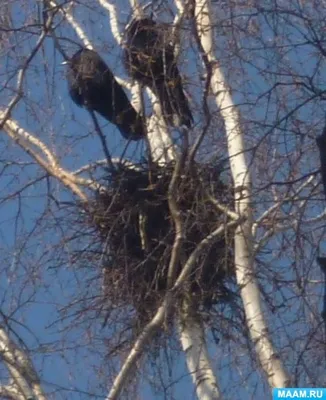 Грач (Corvus frugilegus)