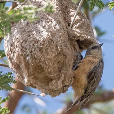 Почему птицы вьют гнезда возле дома - народные приметы | РБК Украина