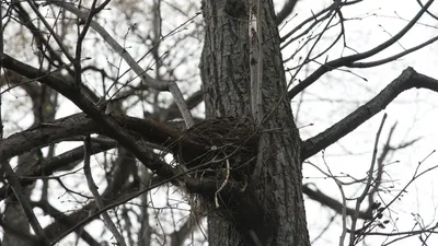 Птицы начали вить гнезда в Москве, почувствовав приближение весны - РИА  Новости, 