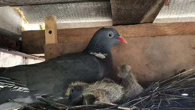 Вяхирь (Columba palumbus)