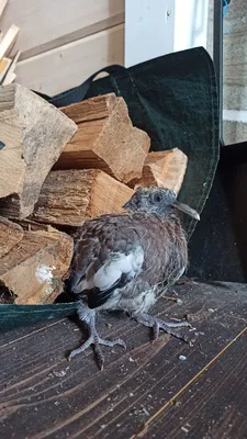 Фотокаталог птиц: Вяхирь (Columba palumbus)