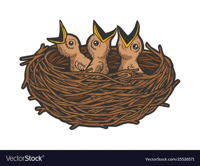Гнездо с птенцами рисунок для детей - 63 фото