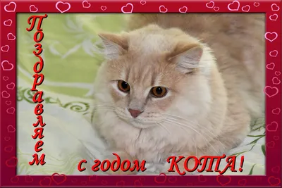 Монета Серебро "Год Кота" (Кролика, Зайца) 5 гривен. 2011 год.  (ID#1306145455), цена: 2800 ₴, купить на 