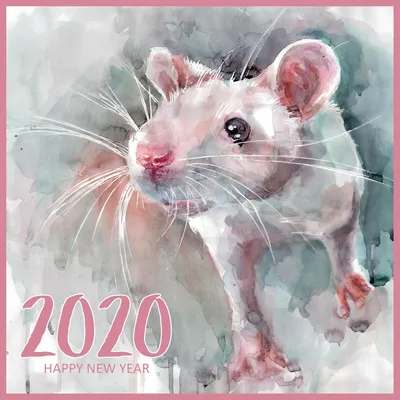 В чем встречать 2020 год Крысы — актуальные советы для всех знаков зодиака  (Фото) - Gisher News