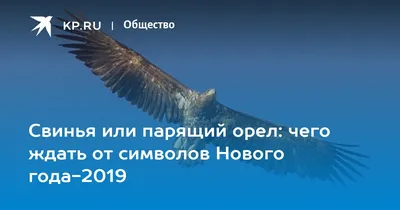 Свинья или парящий орел: чего ждать от символов Нового года-2019 - 