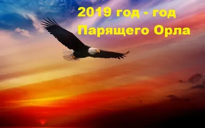 Ответы : Я не против года свинки. Но год парящего орла больше радует  душу, потому что люблю свет. А Вы за какой год и почему?