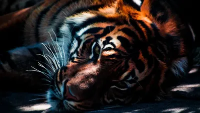 Вафельная картинка "Новый год тигра. Новый год 2022. Год тигра. Рождество  -3" (А4) купить в Украине