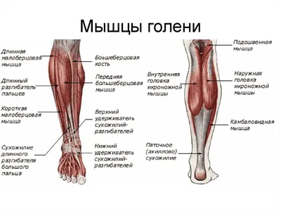 Голень Голени Малоберцовая Кость Стопа Лодыжка Скелет Человека Боковой Вид  Набор Реалистичных Анатомически Правильных 3d Плоских Естест — стоковая  векторная графика и другие изображения на тему Активный образ жизни - iStock