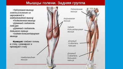 Биомеханика коленного сустава. Статьи