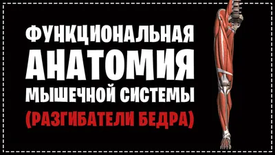 ФУНКЦИОНАЛЬНАЯ АНАТОМИЯ МЫШЕЧНОЙ СИСТЕМЫ | РАЗГИБАТЕЛИ БЕДРА | Библиотека  тренера