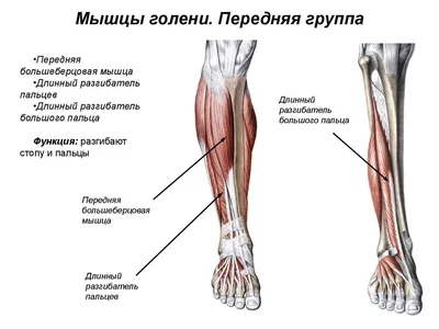 Стрессовые переломы голени и стопы - KinesioPro