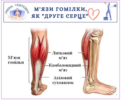 Голень Голень Малоберцовая Кость Стопа Лодыжка Скелет Человек Спереди  Передний Вентральный Вид Набор Анатомически Правильных 3d Реалист —  стоковая векторная графика и другие изображения на тему Малоберцовая кость  - iStock