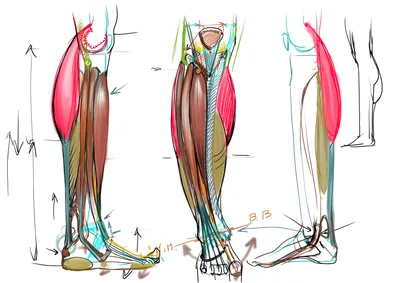 Строение голени - Анатомия человека | Физиология человека