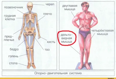 Варикозное расширение вен – лечение. Варикозная болезнь нижних конечностей