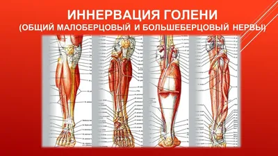 Г. Баммес (схемы) | 468 фотографий | Анатомия, Фотографии, Реалистичные  рисунки