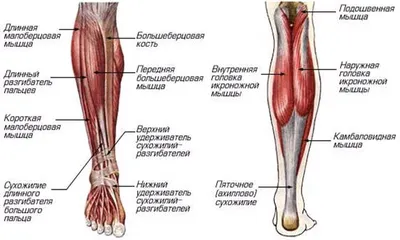 Голень человека, скелет малоберцовой кости, скелет, лодыжка, тело человека,  синовиальная мембрана png | PNGWing