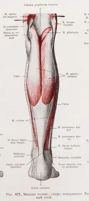 Atlas of Human Body — Рис. 877. Мышцы голени, сзади; поверхностный слой....