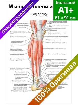 Плакат "Скелет человека" А2 - Артикул - СМЛ0004447749 - оптом купить в  Самаре по недорогой цене в интернет-магазине Стартекс