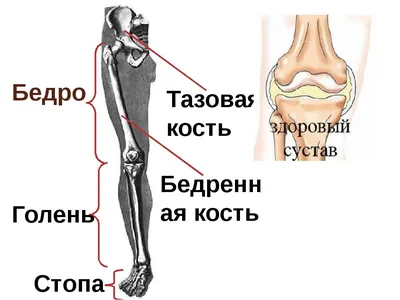 Клиническая биомеханика коленного сустава, голени и стопы - 