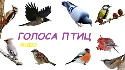 Звуки Природы. Пение птиц - Ласточка - Голоса птиц. | Пение, Птицы, Природа