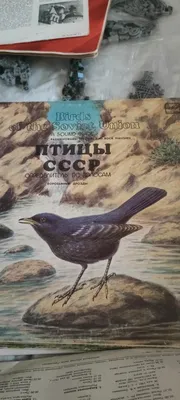 Услышать пение птиц можно и зимой. » ГТРК Вятка - новости Кирова и  Кировской области