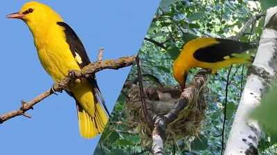 Calaméo - Голоса птиц