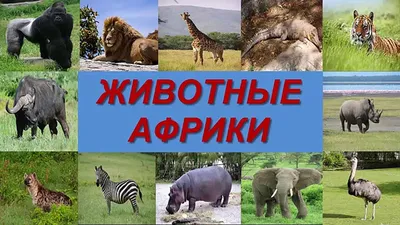 Звуки животных, насекомых , птиц и не только! Как говорят животные.  Развивающее видео для детей. - YouTube