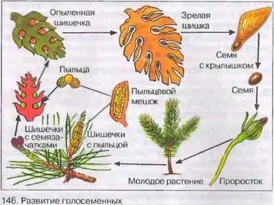 Картинки голосеменных растений с названиями