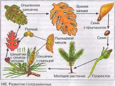 Голосеменных растений 53 картинки