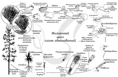 Голосеменные растения: общие признаки, значение | 5 класс