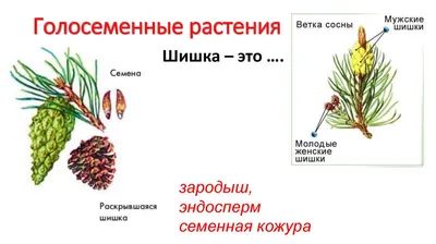 Голосеменные — Википедия