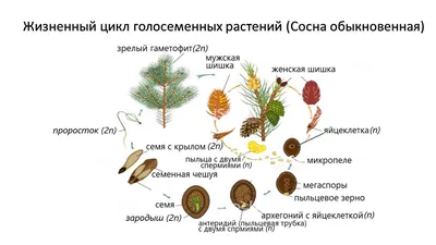 Голосеменные, подготовка к ЕГЭ по биологии