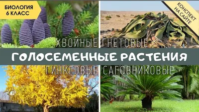 Голосеменные растения. Биология 6 класс. Размножение голосеменных растений.  Класс Хвойные растения.. - YouTube