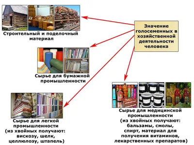 Пи́хта (лат. Ábies) — род голосеменных растений семейства Сосновые  (Pinaceae). Характерная особеннос… | Botanical drawings, Botanical  illustration, Botanical prints