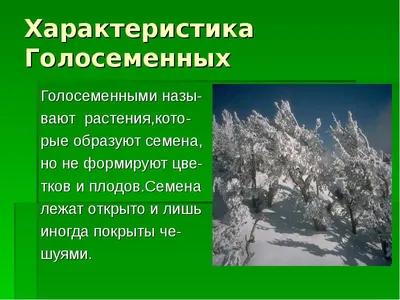 Ответы : Каковы основные признаки голосеменных растений? Чем их  строение отличается от строения папоротников?