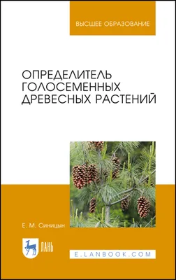 Презентация по биологии на тему "Отдел Голосеменные. Общая характеристика и  значение" (6 класс)