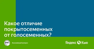 Картинки голосеменных растений с названиями