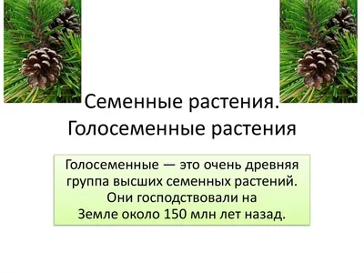 Коллекция «Голосеменные растения» - купить по лучшей цене в Нижнем  Новгороде от компании "Развитие образования" - 3933673