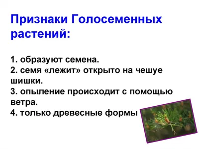 Голосеменные и папоротниковидные растения реферат по биологии | Сочинения  Биология | Docsity