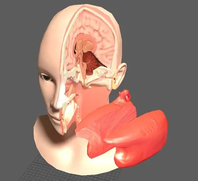 Удобная для человека модель головы M1P1D0V1head 3D Модель $19 - .unknown  .dwg .3dm .ige .obj .fbx .blend .stl - Free3D