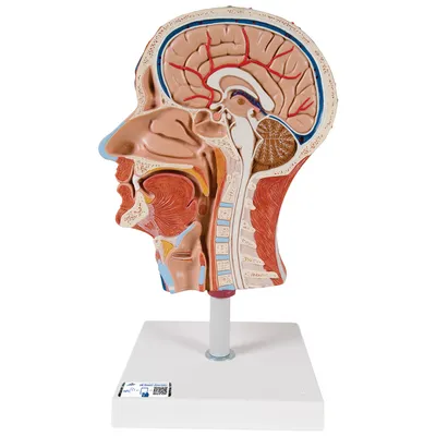 Модель половины головы с мышцами - 3B Smart Anatomy - 1000221 - C14 -  Модели головы человека - 3B Scientific