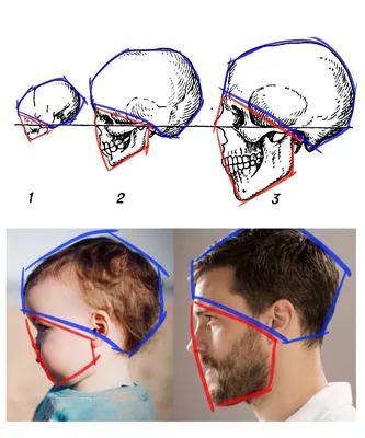 Анатомия человека: голова, шея. Возрастные изменения