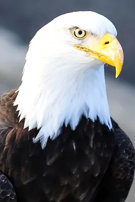 Бесплатное изображение: крупным планом, лысый, орел, голова, птица