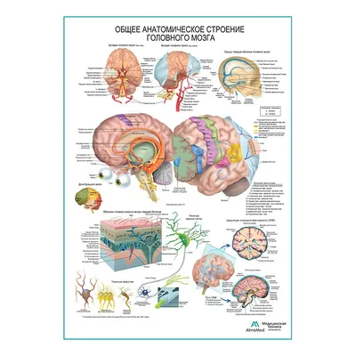 Головной мозг MPT 3D : нормальная анатомия | e-Anatomy