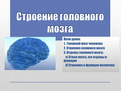 3D анатомическая модель головы и головного мозга человека в масштабе 1:1  (id 106288426), купить в Казахстане, цена на 