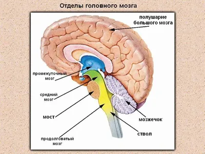 Головной мозг человека | Учитель биологии, Биология, Преподавание биологии