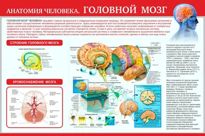 Мозг человека - 3D-сцены - Цифровое образование и обучение Мozaik