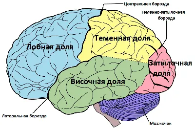 Молекулярная эволюция мозга — от обезьяны до человека