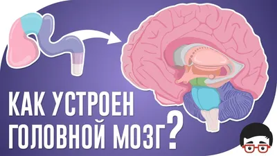 Строение головного мозга человека,…» — создано в Шедевруме